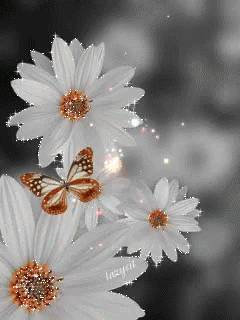 White Flowers GIF