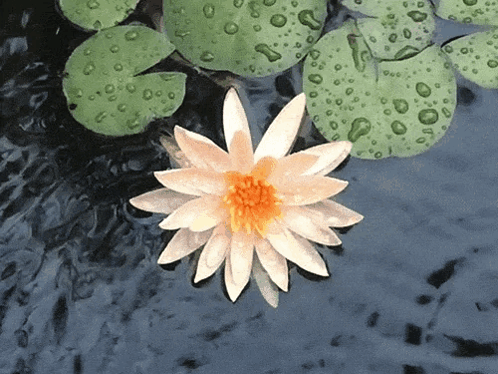 White Lotus GIF