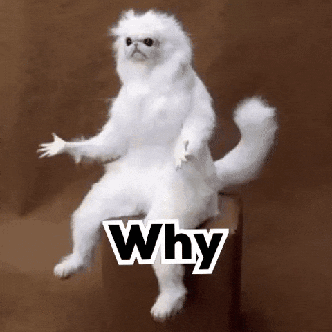 White Monkey Cat GIF