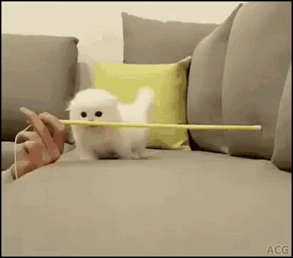 White Munchkin GIF