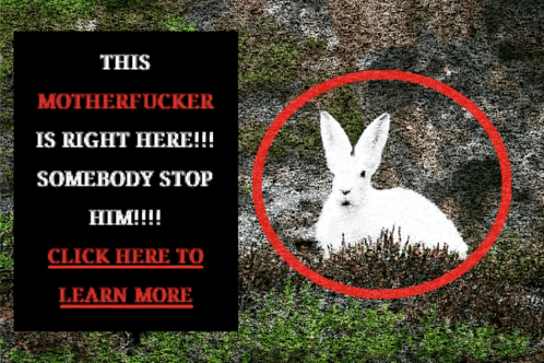 White Rabbit Click Here To Learn More GIF