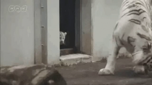 White Tiger Funny GIF
