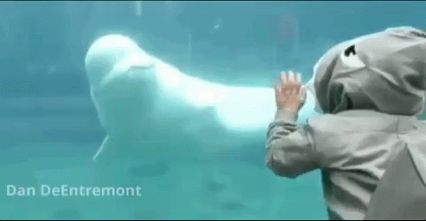 White Whale Lol GIF