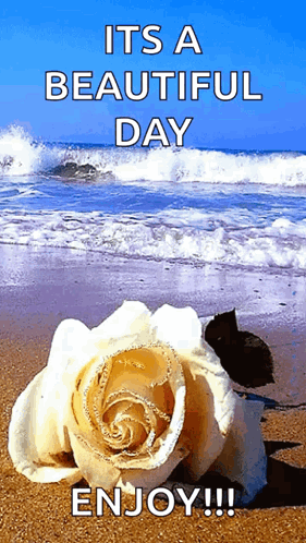 White White Rose GIF