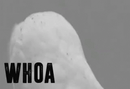 Whoa Woah GIF. This 498 x 342 animated GIF is part of our hooah collection. Related themes include amazed, bird, shocked. Created by WarrenWoon. View the…