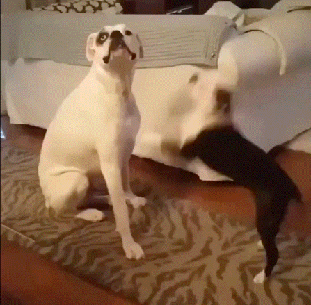 Whoosh Joke GIF