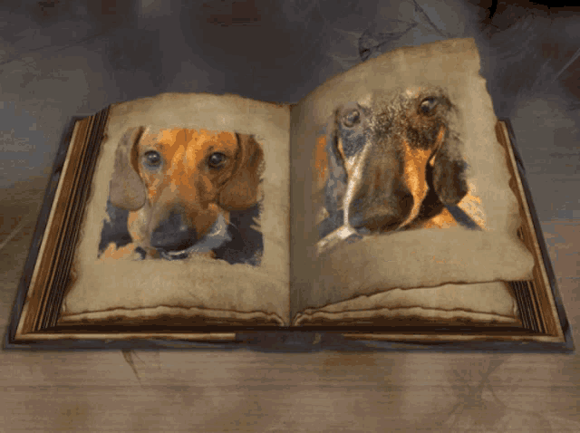 Wienerdog Frosty Face GIF