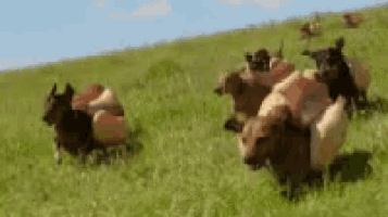 Wieners Dogs GIF
