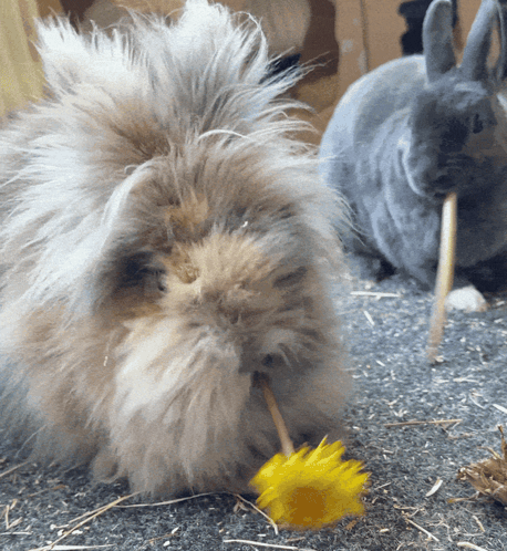 Wifiaddicted Bunny GIF