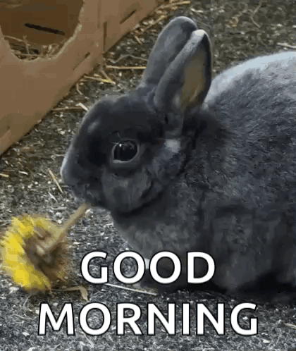 Wifiaddicted Silly Lilly GIF