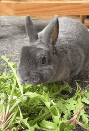 Wifiaddicted Silly Lilly GIF