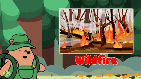 Wild Fire Forest Fire GIF