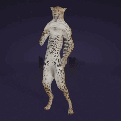 Wild Savannah Cheetah GIF