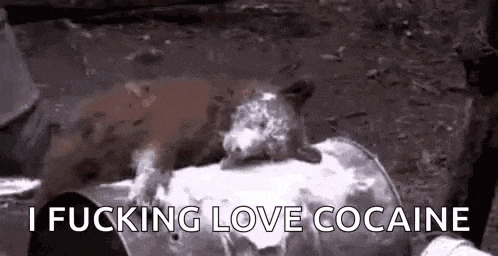 Wildlife Bear GIF