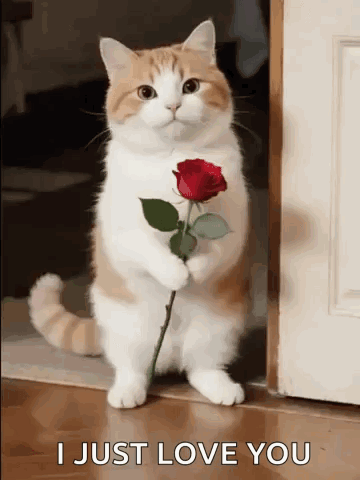 Will You Be Mine Will You Be My Girlfriend GIF. This 360 x 480 animated GIF is part of our flower collection. Related themes include cat, cute, cute cat…