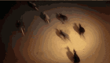 Willard 2003 Willard Stiles GIF