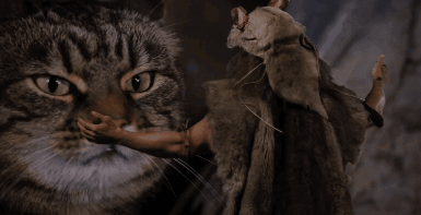 Willow Cat GIF