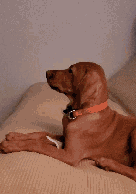 Willow Roo GIF
