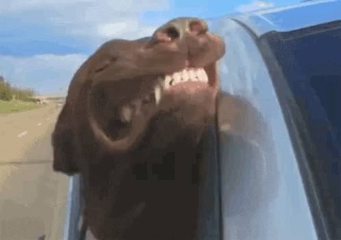 Wind Dog GIF