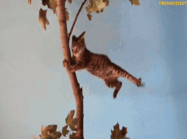 Wind Storm GIF