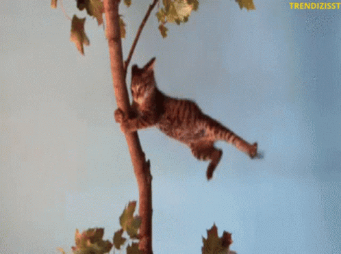 Wind Storm GIF