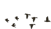 Wings Bird Sticker
