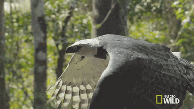 Wings Flapping Keen Eyed Killer GIF