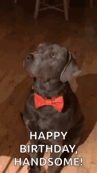 Wink Dog GIF