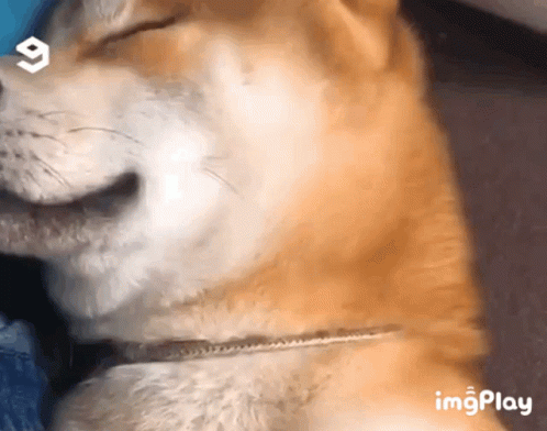 Wink Doge GIF. This 498 x 392 animated GIF is part of our shiba inu smile collection. Related themes include doge, love, smile. Created by mykatok. View the…