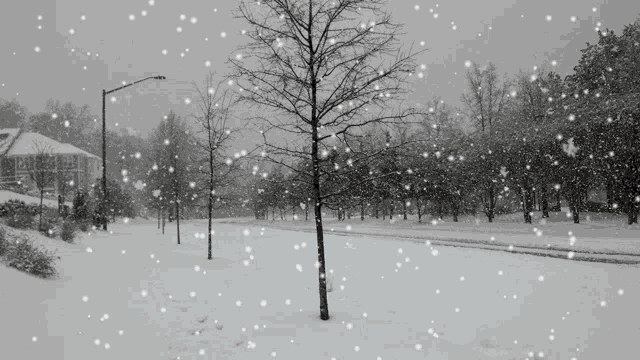 Winter Snow GIF