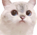 Wiredcat Sticker