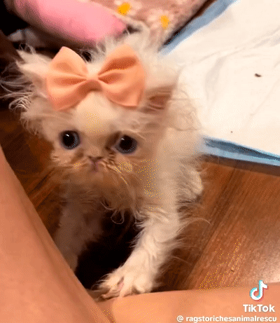 Wisp Kitten GIF. This 400 x 461 animated GIF is part of our cutting ribbon collection. Related themes include bug eyes, kitten, poke. Created by…