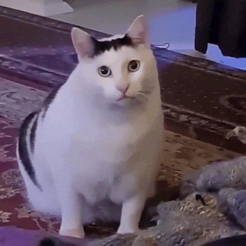 Without Words Speechless GIF. This 480 x 480 animated GIF is part of our hearing aid collection. Related themes include cat, huh, meme. Created by McSwizzy…