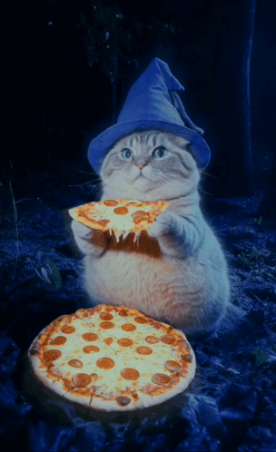 Wizard Cat Meme GIF