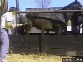 Wl GIF. This 320 x 240 animated GIF is part of our horse kick collection. Created by LucaswL. View the original animation, share it, or browse related GIFs.