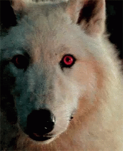 Wolf GIF. This 244 x 300 animated GIF is part of our running wolf collection. Related themes include wolf. View the original animation, share it, or browse…