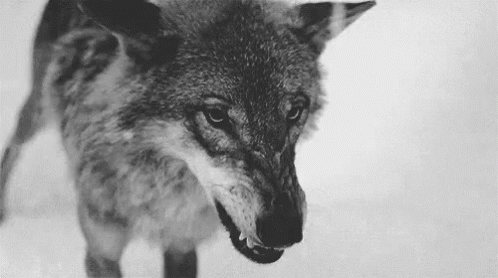 Wolf Angry GIF. This 498 x 278 animated GIF is part of our running wolf collection. Related themes include angry, wolf. View the original animation, share…