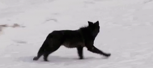 Wolf Black GIF. This 498 x 223 animated GIF is part of our running wolf collection. Related themes include black, running, wolf. Created by…