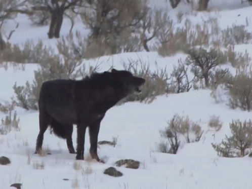 Wolf Black Wolf GIF. This 498 x 373 animated GIF is part of our running wolf collection. Related themes include wolf. Created by nitrogenic. View the…