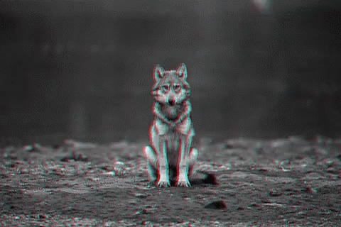 Wolf Boo GIF. This 480 x 320 animated GIF is part of our running wolf collection. Related themes include boo, wolf. View the original animation, share it…