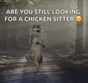 Wolf Dance Dance Wolf GIF