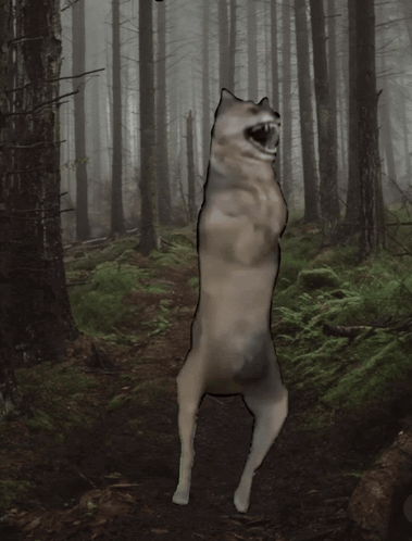 Wolf Dance GIF
