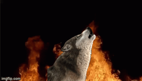 Wolf Fire GIF. This 498 x 284 animated GIF is part of our running wolf collection. Related themes include fire, wolf. Created by Zydrarc. View the original…