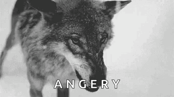 Wolf Growl GIF. This 356 x 200 animated GIF is part of our running wolf collection. Related themes include angry, mad, wolf. Created by LordDragonWolf. View…