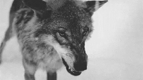 Wolf My Reaction To That Information GIF