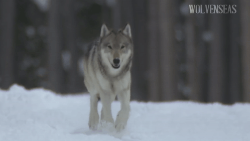 Wolf Northwestern Wolf GIF. This 498 x 281 animated GIF is part of our running wolf collection. Related themes include wolf. Created by nitrogenic. View the…