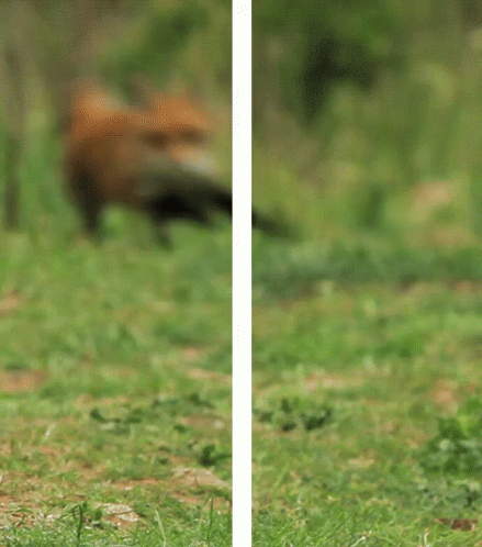 Wolf Running GIF. This 439 x 498 animated GIF is part of our running wolf collection. Related themes include fox, pop, running. Created by YaBoyJared. View…
