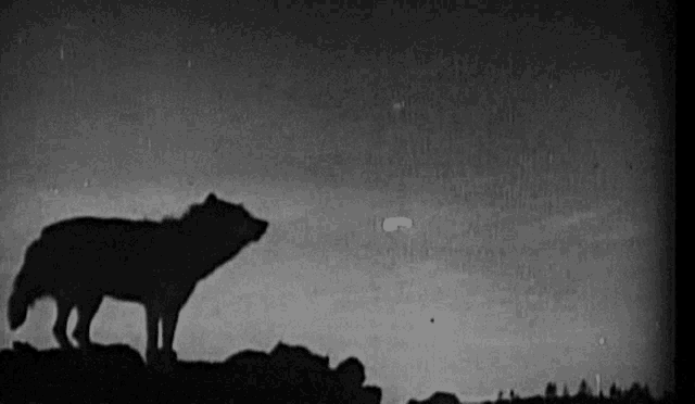 Wolf Scary Wolf Moon GIF