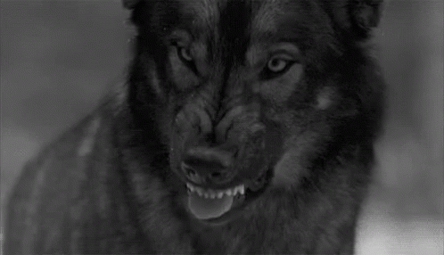 Wolf Wolf Kiss GIF