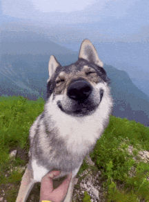 Wolf Wolf Pack GIF